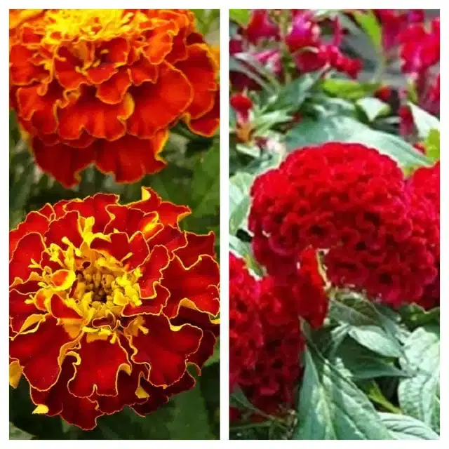 Marigold French & Cockscomb Red Flower Seeds, Pack of 2