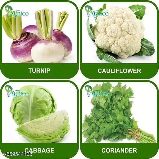 4 Vegetable Seeds Combo With Instruction Manual(Turnip/Cauliflower/Cabbage/Coriander)