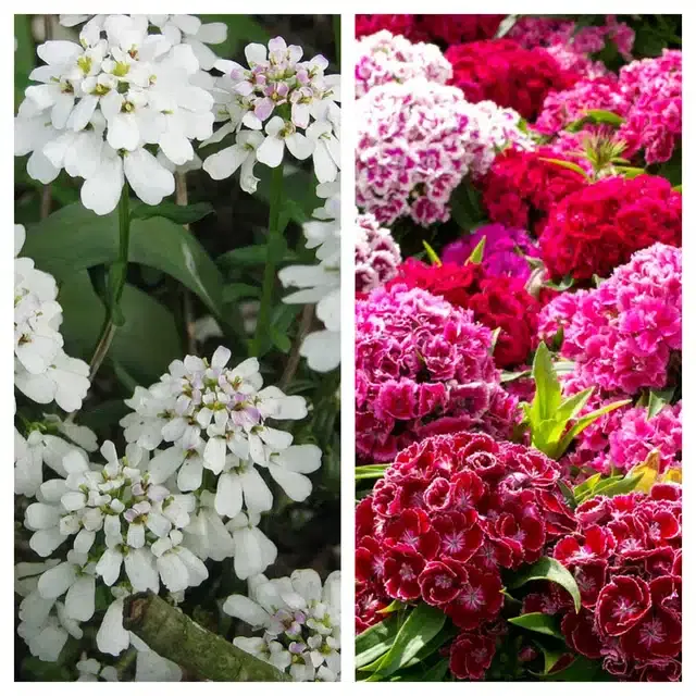 Candytuft Flower & Sweet William Flower Seeds, Pack of 2