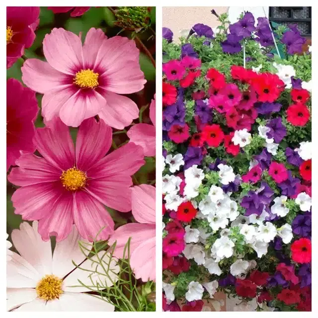 Cosmos Mix & Petunia Mix Flower Seeds, Pack of 2