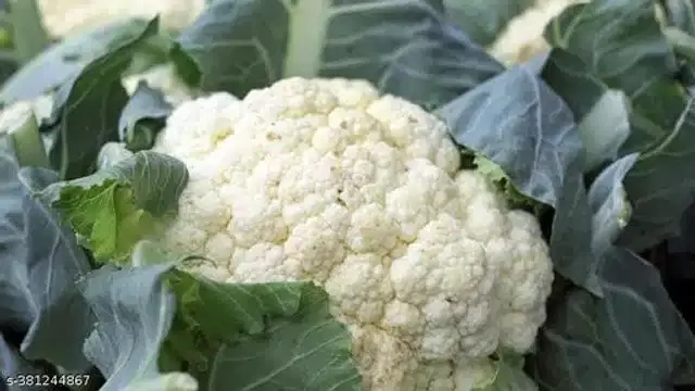 Cauliflower Vegetable Seeds, Pack of 10