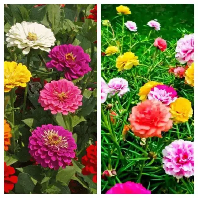 Zinnia Mix & Portulaca Mix Flower Seeds, Pack of 2