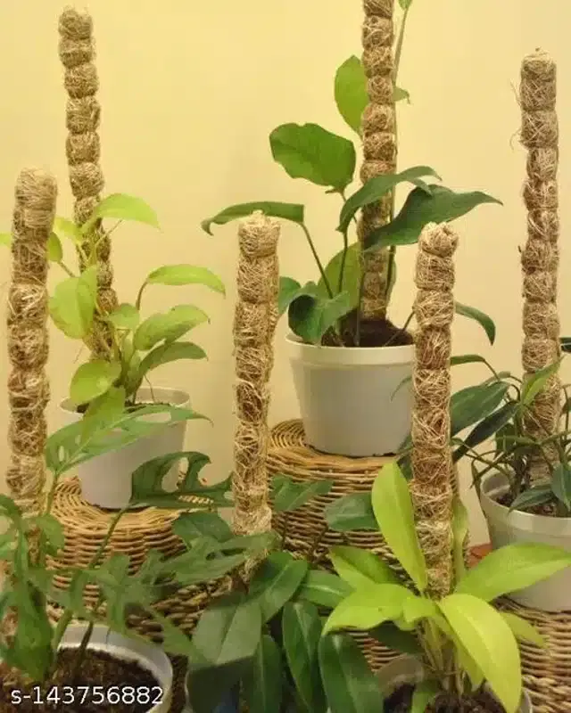 Wooden Moss Stick, Brown, 2 feet, Pack of 6