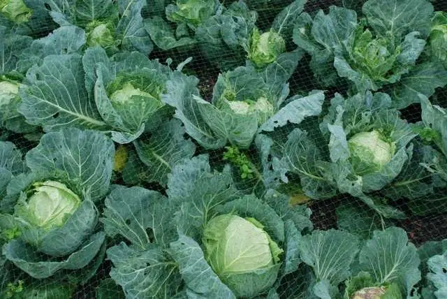 Seeds of Cabbage Vegetable, Pack Of 50