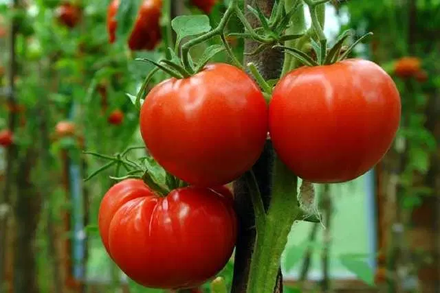 Seeds of Tomato, Pack Of 100