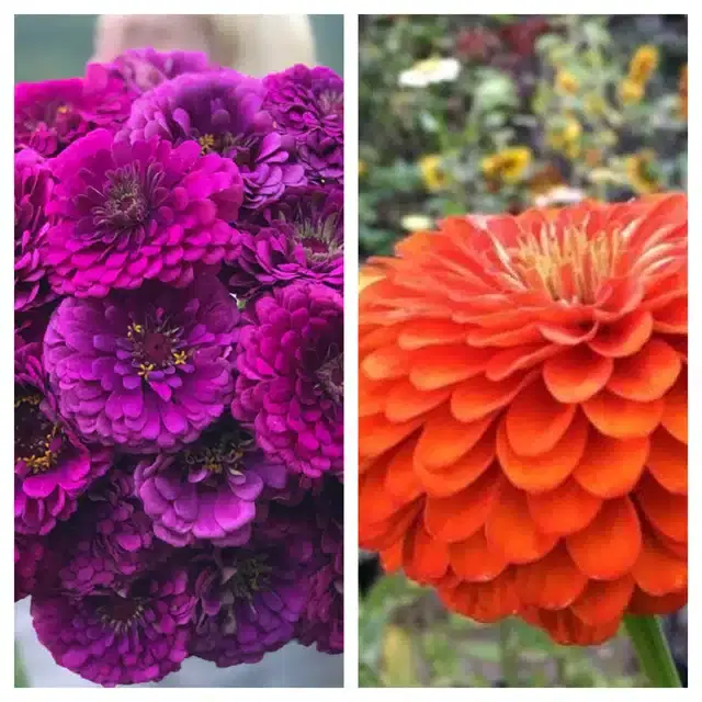 Zinnia Purple & Zinnia Orange Flower Seeds, Pack of 2