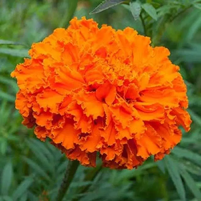 Marigold Orange Seeds, Pack Of 50
