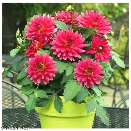 Dahlia Hybrids Mixed Color, 30 Seeds