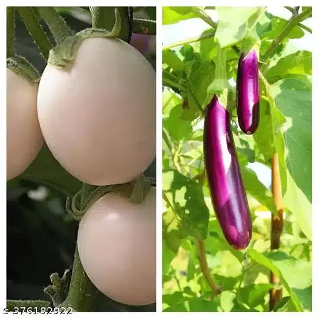 Brinjal White Desi Bengan Seeds, Pack of 50