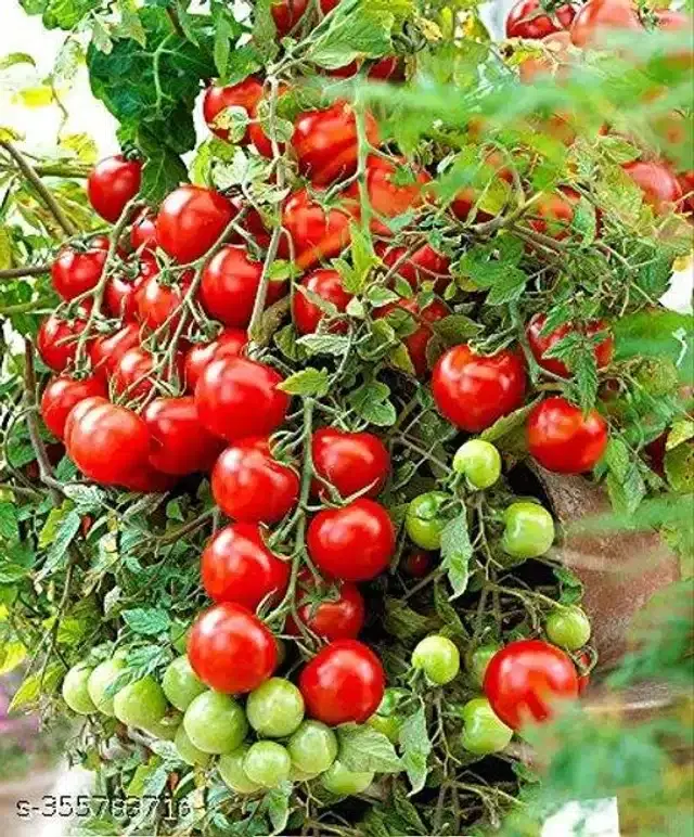 Red Cherry Heirloom Best Quality Imported Tomato Vegetable Seeds, Pack of 50