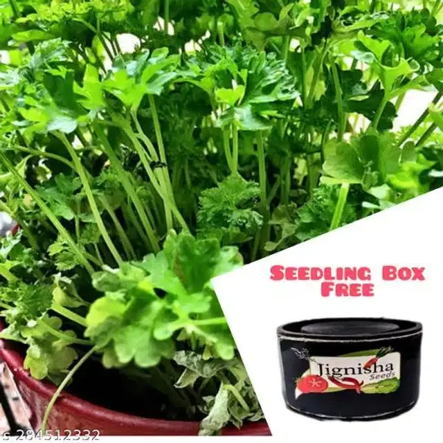 Parsley Leaf Seeds, Pack of 100