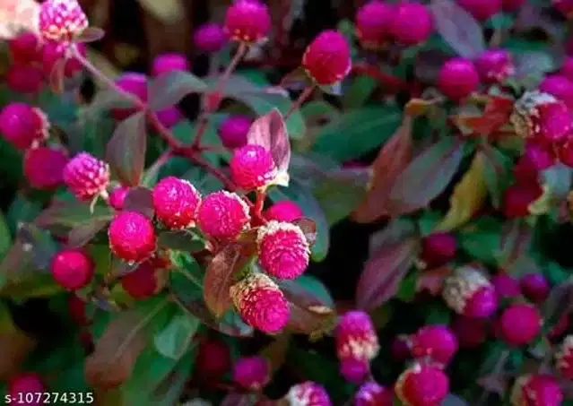 Gomphrena Purple Flower Seeds, Pack of 30