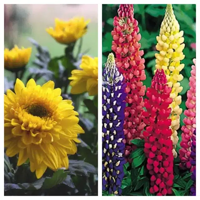 Chrysanthemum Yellow & Lupine Mix Flower Seeds, Pack of 2