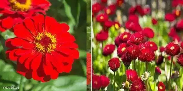 Seeds of Red Zinnia & Bellis Flowers, Pack of 2