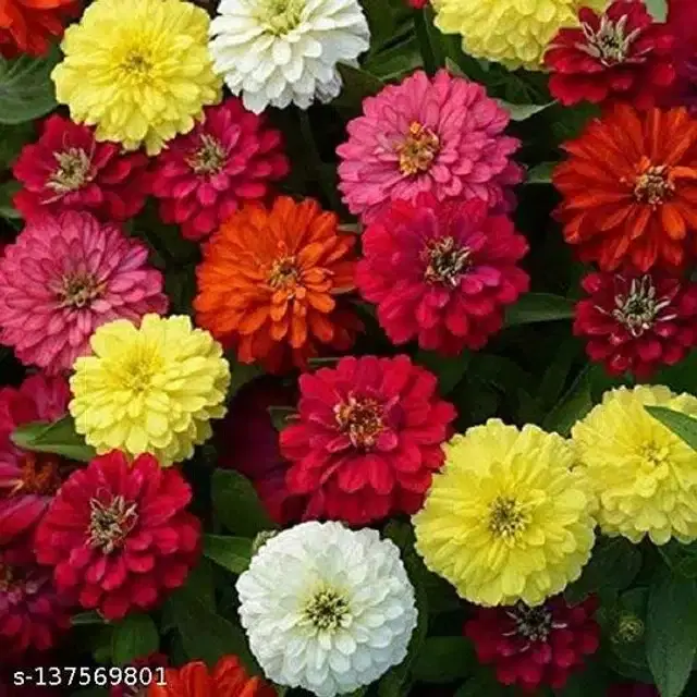 Zinnia Lilliput Mix Flower Seeds, Pack of 30