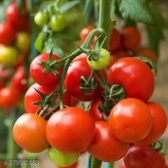 Tomato Pusa Ruby Super Vegetable Seeds, Pack of 100