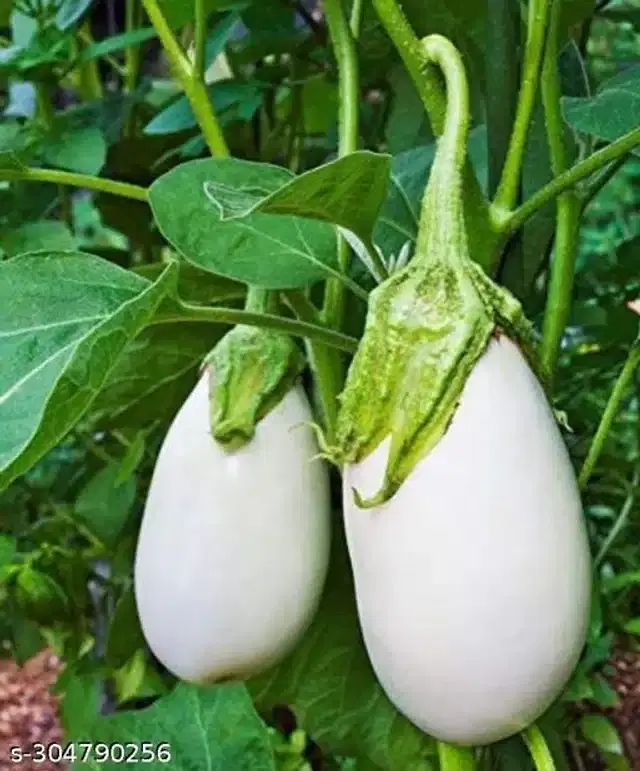 Brinjal Seeds, Pack of 50