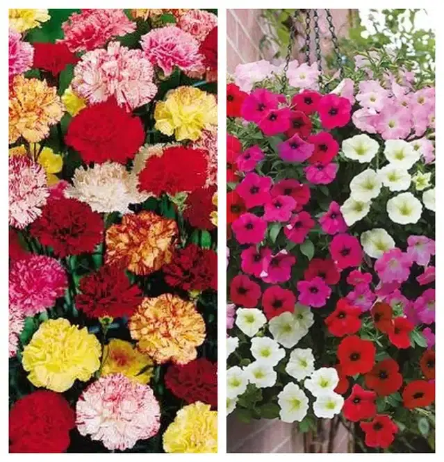 Carnation Mix & Petunia Mix Flower Seeds, Pack of 2