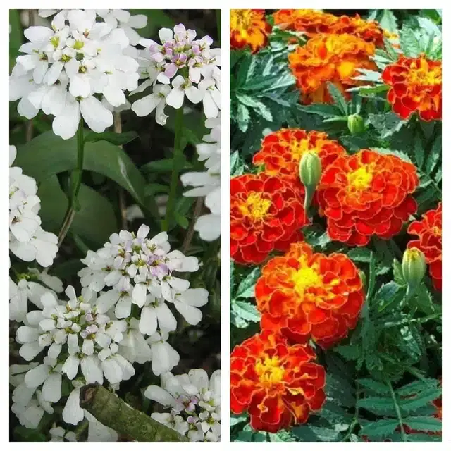 Candytuft Flower & Marigold French Flower Seeds, Pack of 2