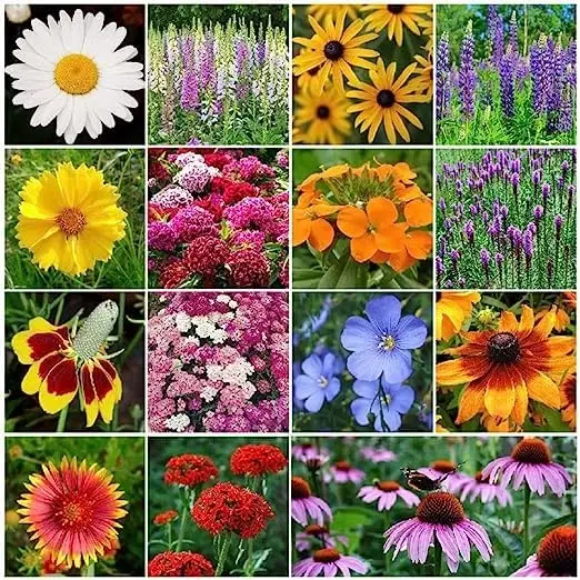 Zello Mixed Flower 15 Varieties, 400 Seeds