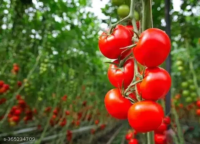 Tomato High Germination Winter Vegetable Seeds, Pack of 100