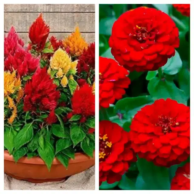 Celosia Mix & Zinnia Red Flower Seeds, Pack of 2