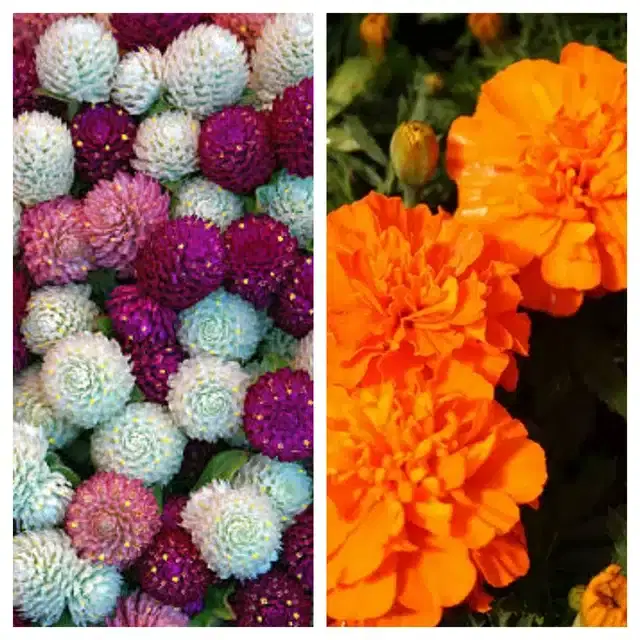 Gomphrena Mix & Marigold Orange Flower Seeds, Pack of 2