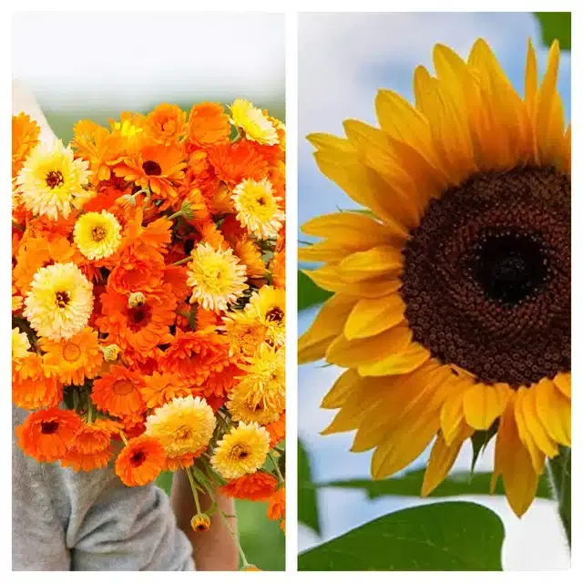 Calendula Mix & Sunflower Flower Seeds, Pack of 2
