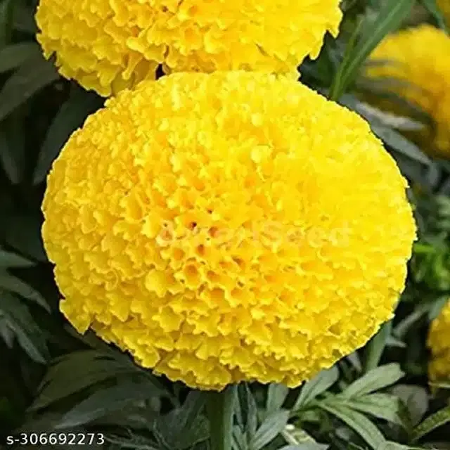 Marigold Yellow Flower Seeds, Pack of 40