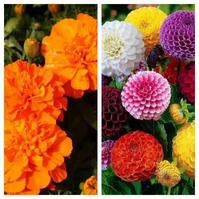 Marigold Orange & Dahlia Mix Flower Seeds, Pack of 2