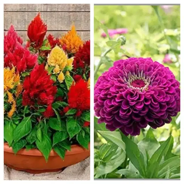 Celosia Mix & Zinnia Purple Flower Seeds, Pack of 2