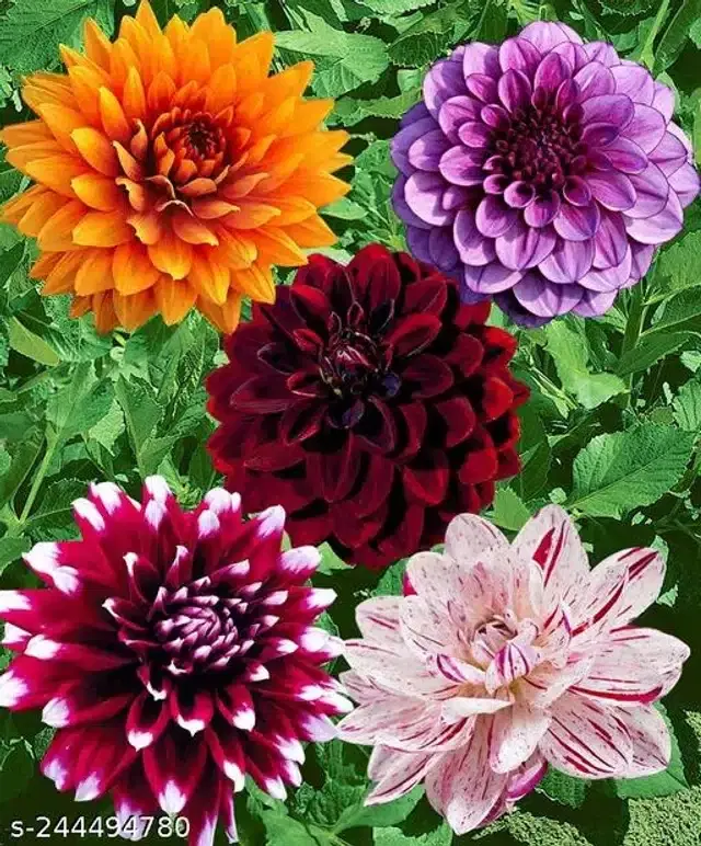 American Mixed Dahlia Seeds, Pack of 20