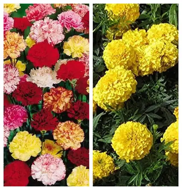 Carnation Mix & Marigold Yellow Flower Seeds, Pack of 2