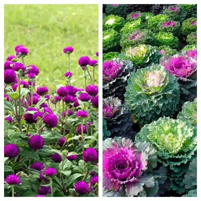 Gomphrena Purple & Flowering Kale Flower Seeds, Pack of 2
