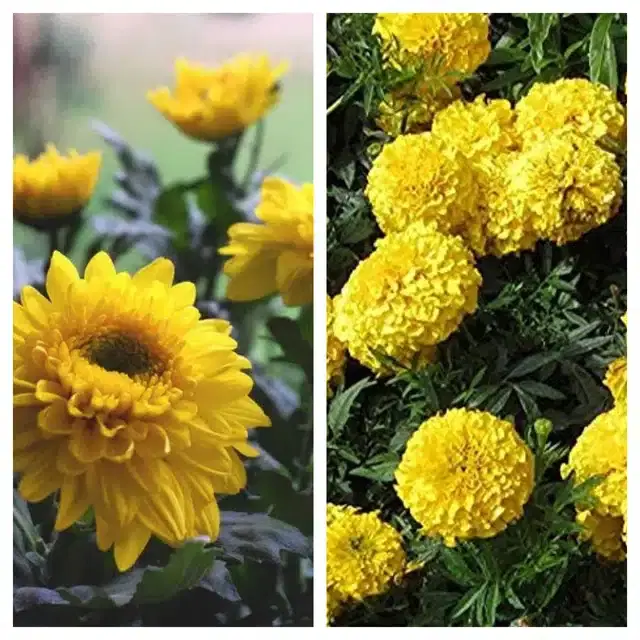 Chrysanthemum Yellow & Marigold Yellow Flower Seeds, Pack of 2