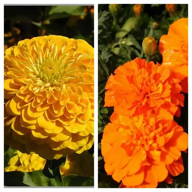 Zinnia Yellow & Marigold Orange Flower Seeds, Pack of 2
