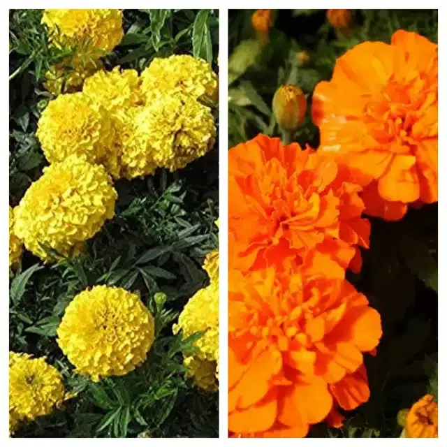 Marigold Orange Flower Seeds, Pack of 2