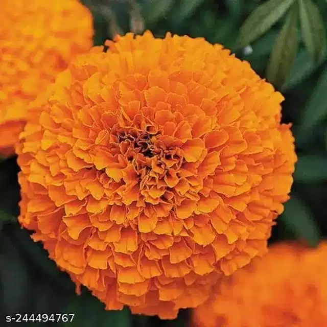American Marigold Orange Seeds, Pack of 50
