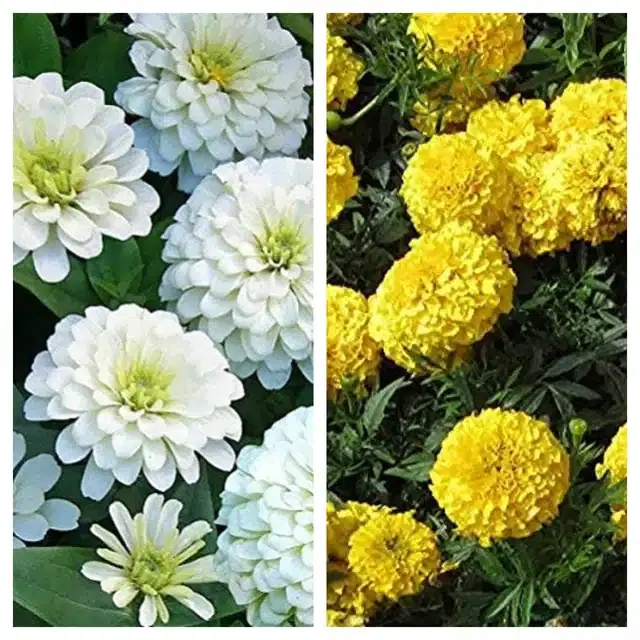 Zinnia White & Marigold Yellow Flower Seeds, Pack of 2