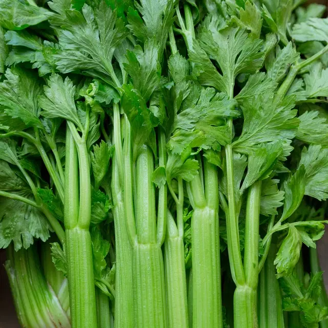 Celery Leaf Vegetable Seeds, Pack of 100