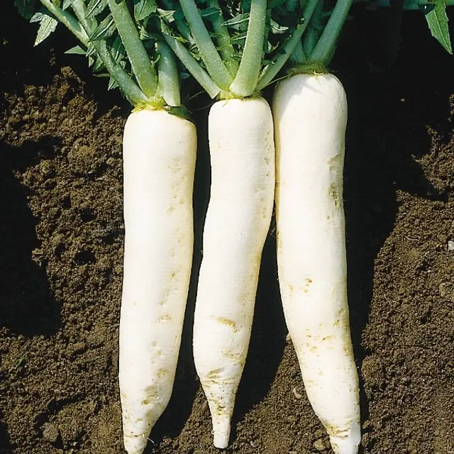 Jignisha Seeds White Long Radish Seeds, White, Pack of 500