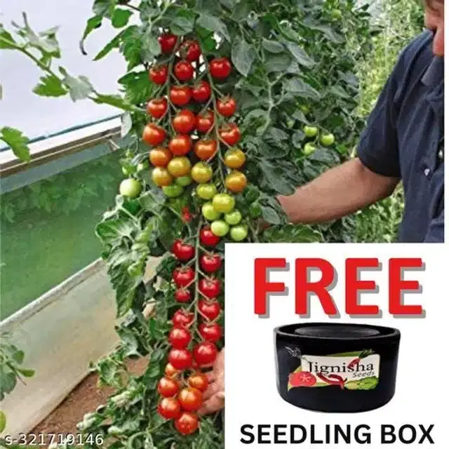 Red Ruby Cherry Tomato Vegetable Plant Seeds, Pack of 50
