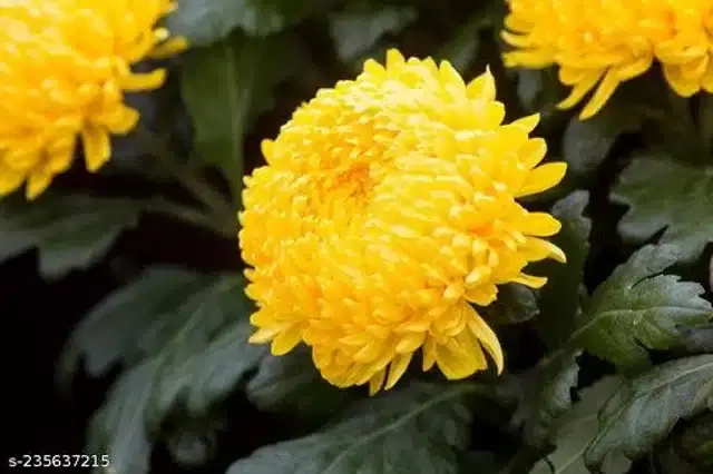 Yellow Sevanthi Chrysanthemum Flower Seeds, Pack of 30