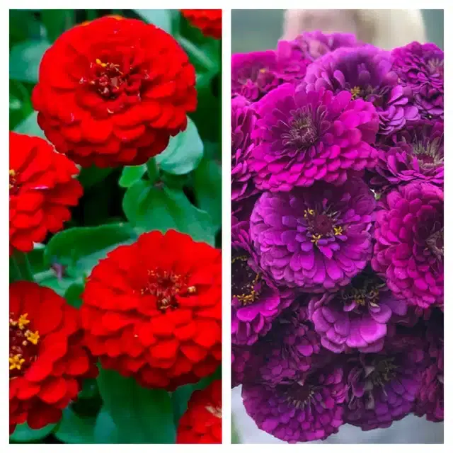 Zinnia Red & Zinnia Purple Flower Seeds, Pack of 2