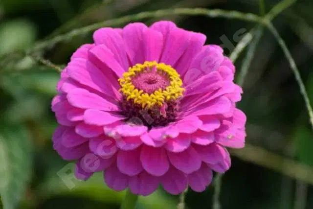 Recron Seeds of Hybrid Zinnia F1, Pack Of 30