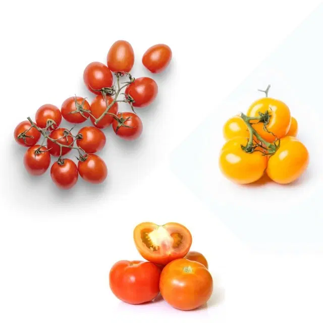 Jignisha Seeds 3 Type of Tomato Seeds, Red, Set of 1