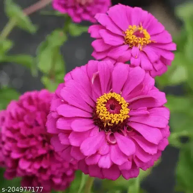 Beautiful Zinnia Pink Flower Seeds, Pack of 30
