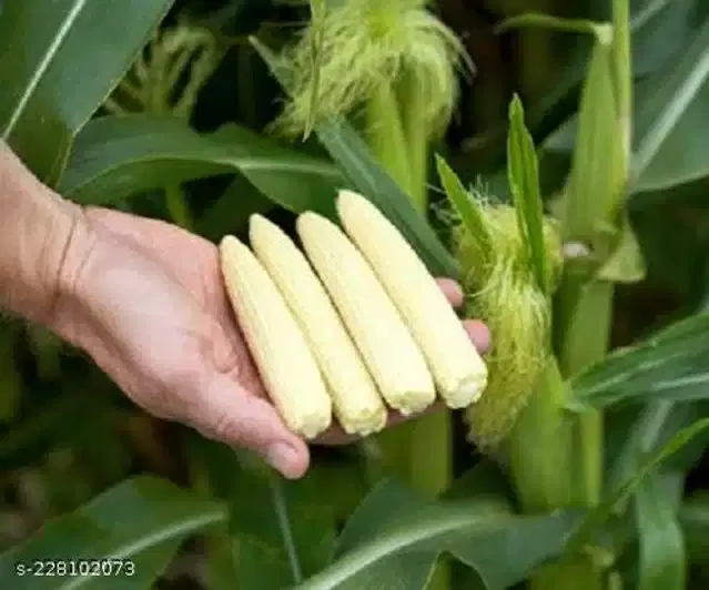 Baby Sweet Corn Seeds, Pack of 30