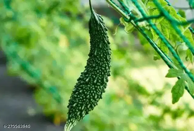 Organic Bitter Gourd Vegetable Seeds, Pack of 15
