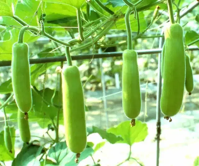 Long Bottle Gourd Seeds, Combo of 1